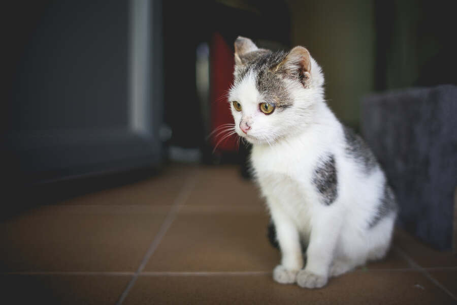Gratisprobe Katzenfutter: Verwöhne deinen Vierbeiner!